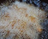 ブライン液で超柔らかなささみフライ作り方7写真