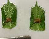 東北郷土料理！甘味噌餡のしそ巻き作り方10写真