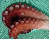 生ダコのお刺身作り方5写真