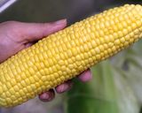バターしょうゆとうもろこしごはん作り方1写真