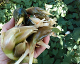 簡単にすぐできる♥ミョウガの梅酢漬け作り方1写真