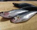 秋田名産！！塩魚汁（しょっつる）で鰯スープ作り方1写真