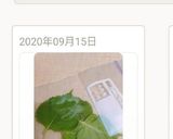シソの葉の保存方法作り方5写真