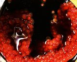 生筋子の醤油漬け作り方6写真