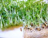 簡単♪豆苗とちくわのオイスターソース炒め作り方2写真