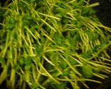 簡単♪豆苗とちくわのオイスターソース炒め作り方3写真