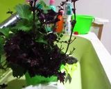 圧力鍋で赤しそジュース作り方1写真