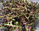 Grape Jello ぶどうゼリー♪作り方2写真
