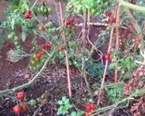 圧力鍋でトマトケチャップ作り方1写真