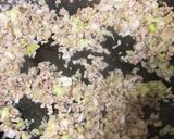 麻婆豆腐作り方3写真