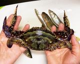 渡蟹(ガザミ)の豆板醤炒め作り方1写真