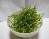 青紫蘇の実の醤油漬け作り方2写真