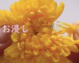 食用菊簡単レシピ！作り方1写真