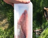 キャンプ飯 カツオのたたき作り方1写真