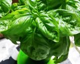 イタリア人シェフ☆ジェノベーゼ ペースト作り方1写真