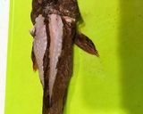 ガシラの唐揚げ（カサゴの唐揚）作り方6写真