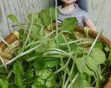 リカちゃん♡ぬきな菜のおひたしꕤ⠜作り方1写真