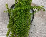 適当 シソの実の醤油漬け作り方1写真