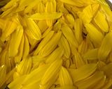 キクイモの花の酢の物作り方1写真