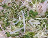 レンジで３分もやしと貝割れ菜の酢の物作り方2写真