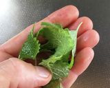 鳥取紅茶陣構のレモンバームティー作り方5写真