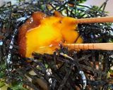 誰でも7分　創味もみじおろし　うどん　作り方10写真
