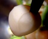 茄子ボート作り方5写真