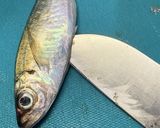 小鯵の南蛮作り方4写真
