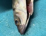 小鯵の南蛮作り方5写真