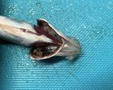 小鯵の南蛮作り方6写真