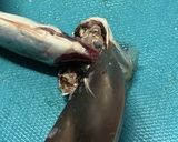 小鯵の南蛮作り方7写真