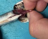 小鯵の南蛮作り方8写真