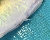 小鯵の南蛮作り方9写真