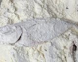 小鯵の南蛮作り方11写真