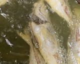 小鯵の南蛮作り方13写真