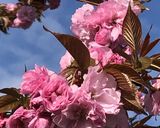 桜の塩漬け作り方1写真