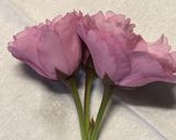 桜の塩漬け作り方3写真