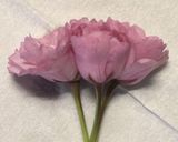 桜の塩漬け作り方4写真