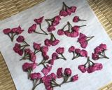桜の塩漬け作り方13写真
