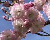 桜の塩漬け作り方18写真