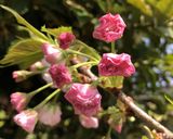桜の塩漬け作り方19写真