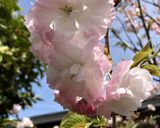 桜の塩漬け作り方20写真
