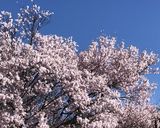 桜の塩漬け作り方22写真