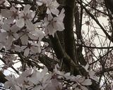 桜の塩漬け作り方23写真
