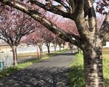 桜の塩漬け作り方24写真
