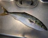 ブリの香草パン粉焼き作り方1写真