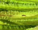 四角豆のサラダ！トマトと相性良し作り方1写真
