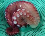 冷凍生ダコお刺身作り方4写真