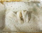 ハゼのお刺身作り方6写真