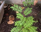 栗と 鶏手羽元の 煮物作り方8写真